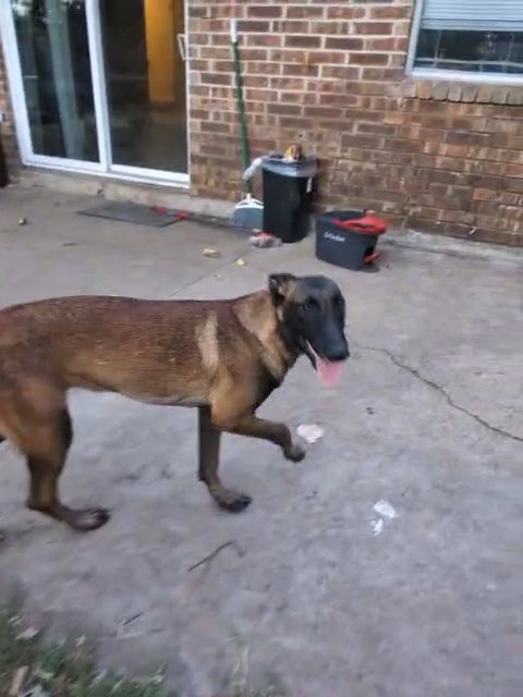 Belgian Shepard in Mesquite, Texas