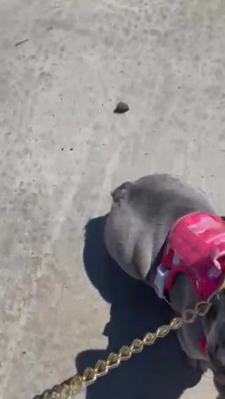 French Bulldog in Hesperia, California