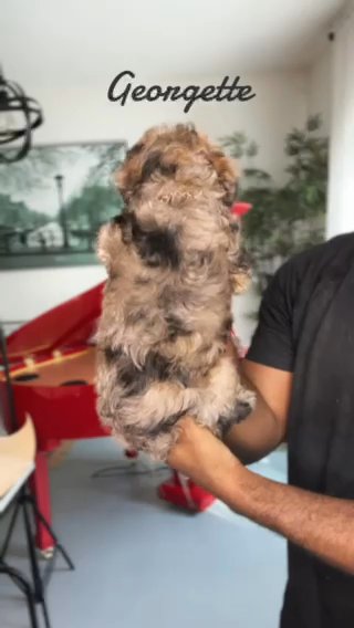 AKC Mini poodle (Georgette) in Dallas, Texas