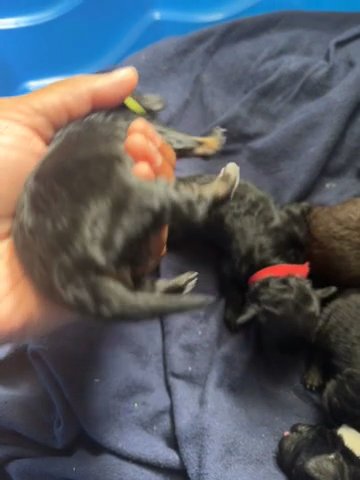 Toy Poodles in Wilson, North Carolina