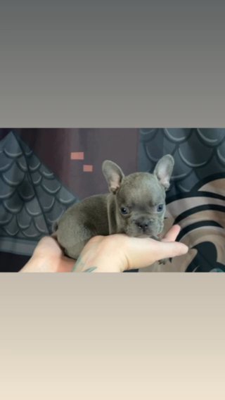 Male Blue Frenchie in Stockton, California