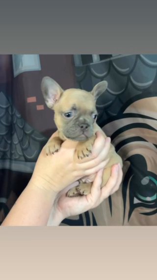 Fawn Male French Bulldog in Stockton, California