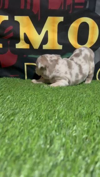Female Merle English Bulldog in Stockton, California