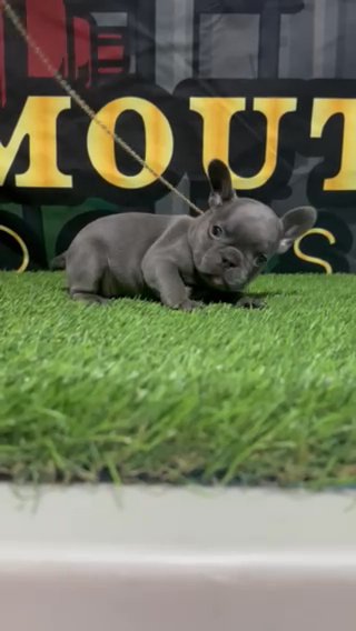 Female Blue Frenchie in Stockton, California
