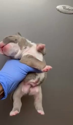 Blue Sable Micro, American Bully Male in Phoenix, Arizona