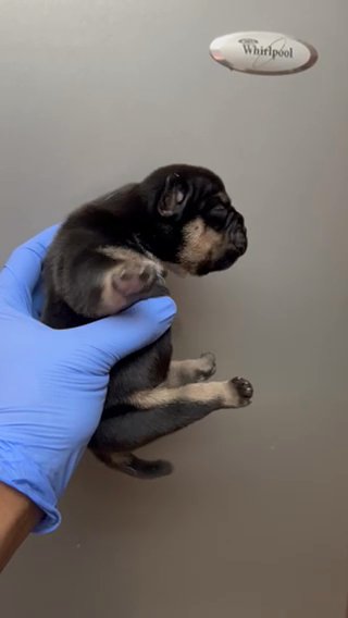 Black Tri Micro, American Bully Female in Phoenix, Arizona