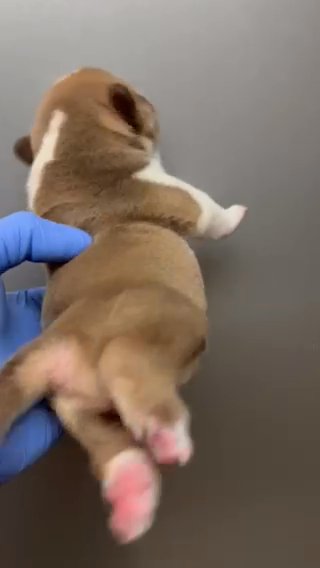 Sable Micro, American Bully Female in Phoenix, Arizona