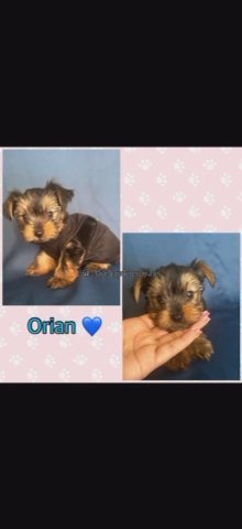 AKC Teacup yorkies in Orlando, Florida