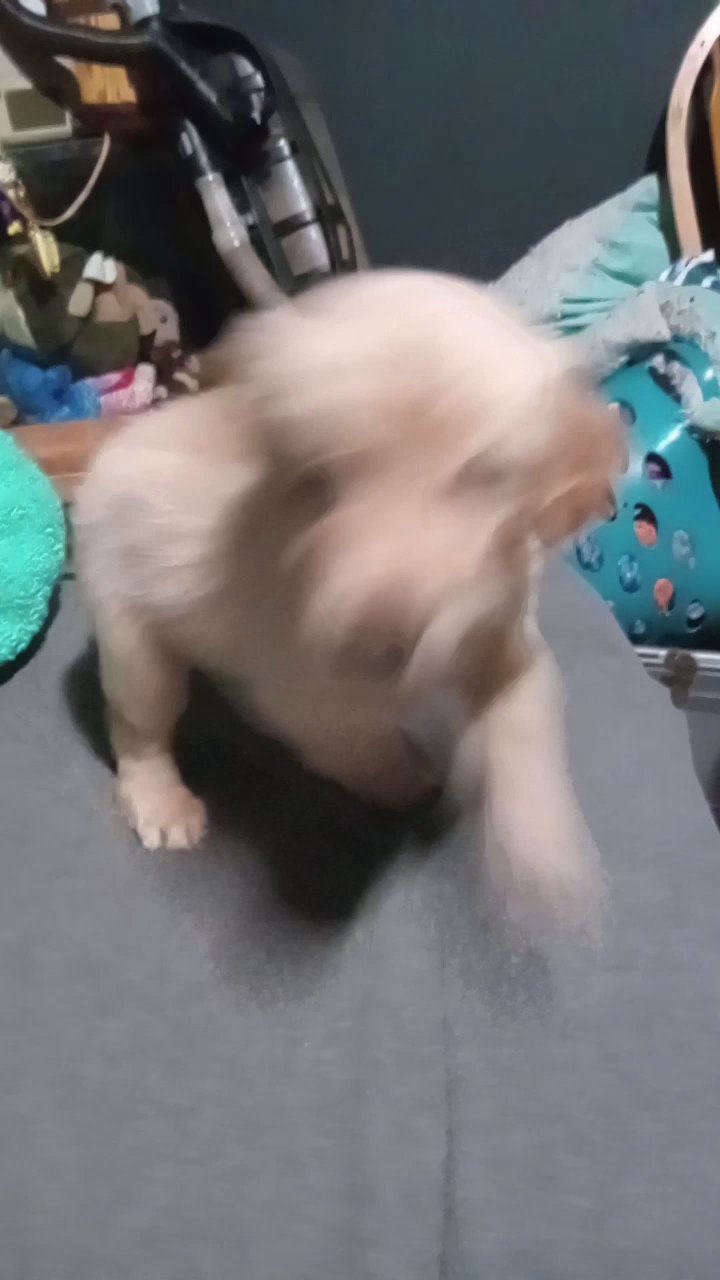 Golden retriever Pups 8 weeks MIDDLETOWN PA in Middletown, Pennsylvania