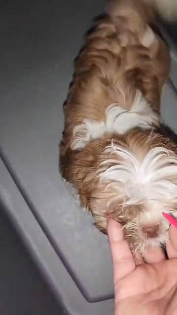 shih tzu puppies available in Bethlehem, Pennsylvania