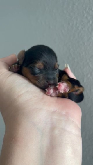 Tiny Male Yorkie in Springfield, Missouri