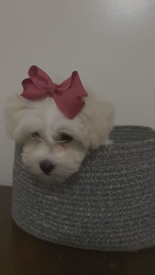 Havanese Female Puppy ? in The Bronx, New York