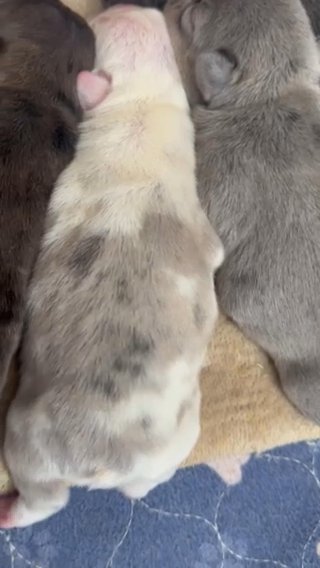 French bulldogs in Jonesboro, Arkansas