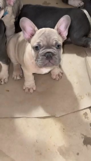 Tan lilac Frenchie in Baton Rouge, Louisiana