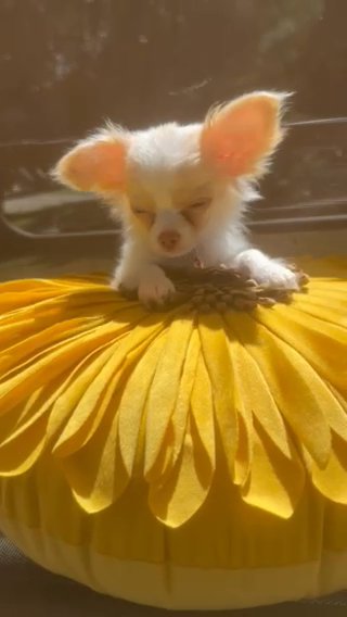 Chihuahua Puppy in Charlotte, North Carolina