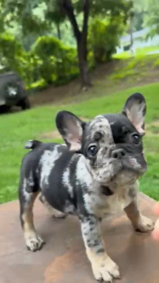 Black and Tan Merle Male French Bulldog in Stockbridge, Georgia