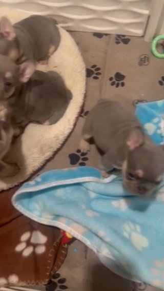 AKC Fluffy Carrier Frenchie Puppies in Phoenix, Arizona