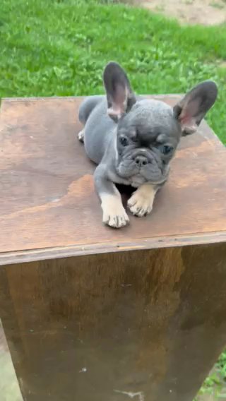 Lilac And Tan Female French Bulldog in Stockbridge, Georgia