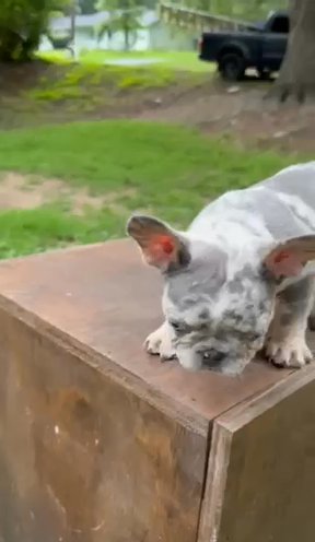 Lilac And Tan Merle Male French Bulldog in Stockbridge, Georgia