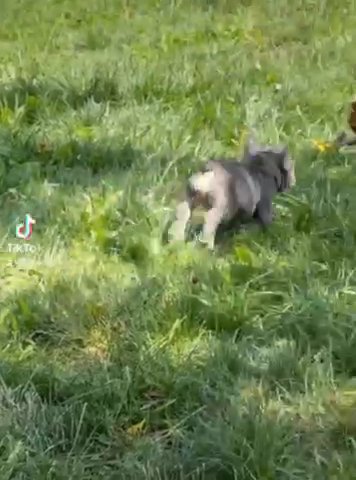Big Rope Lilac Tri male French bulldog in Chambersburg, Pennsylvania