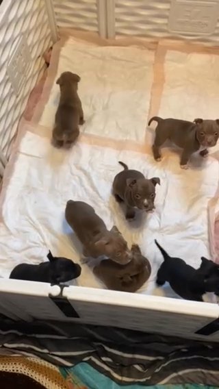 Mini pocket bullies in Waldorf, Maryland