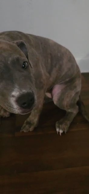 Pitbull Puppy in Killeen, Texas