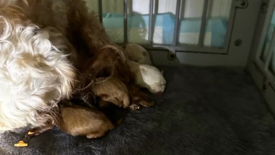 CKC F2 Blenheim Cavapoo Girl in Crossville, Tennessee