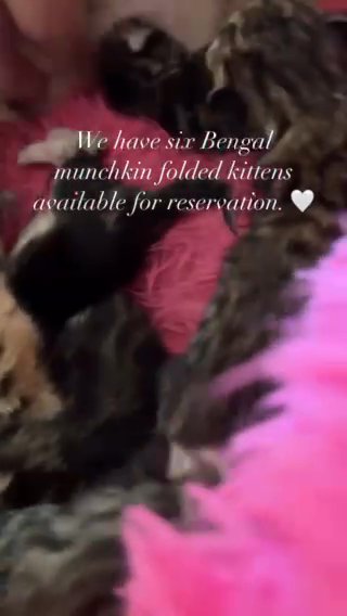 Bengal Fold Munchkin Kittens For Reservation in Beverly Hills, California