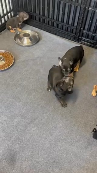 Frenchie boys Available in Fort Lauderdale, Florida