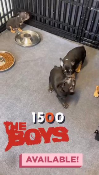 Frenchies in Fort Lauderdale, Florida