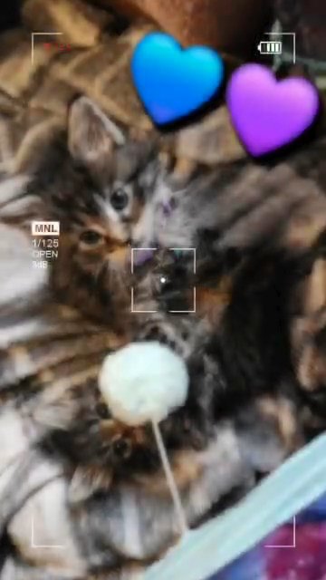 Maine Çoon Kittens price reduced in Dallas, Texas
