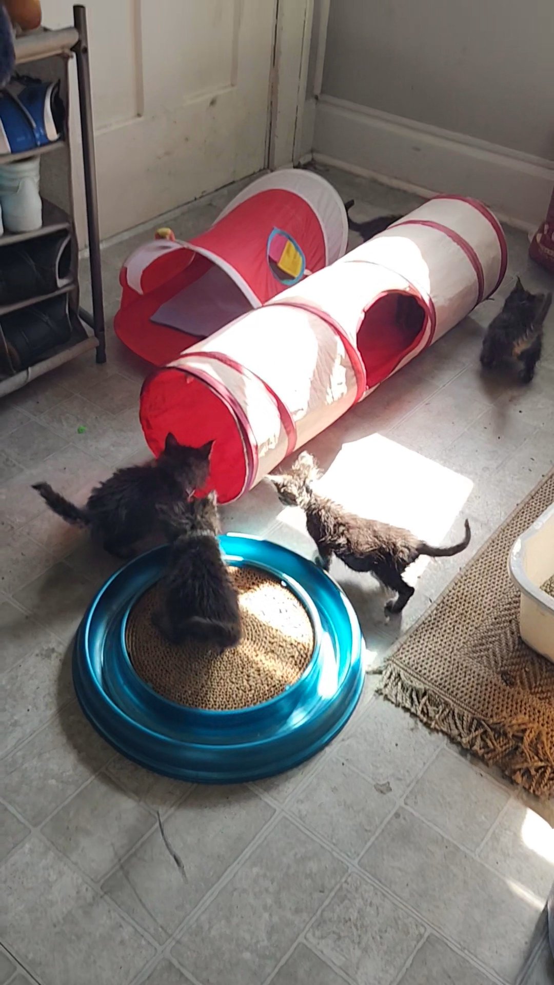Maine coon kittens in Dallas, Texas