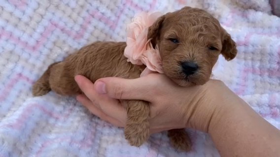 AKC Rosie in Campbellsville, Kentucky