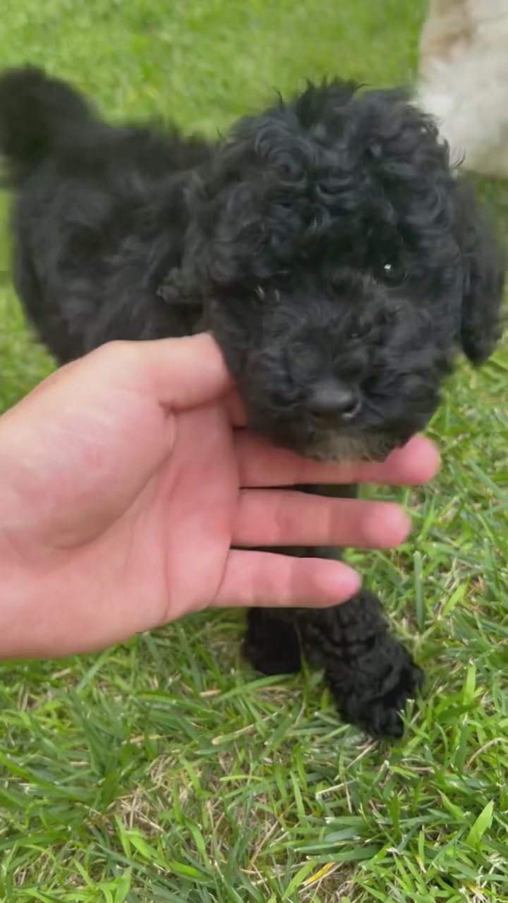 Angel Akc mini poodle in South Bend, Indiana