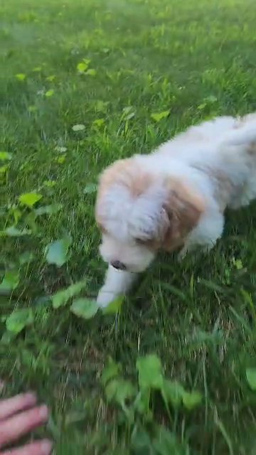 Ellie Akc mini poodle in South Bend, Indiana
