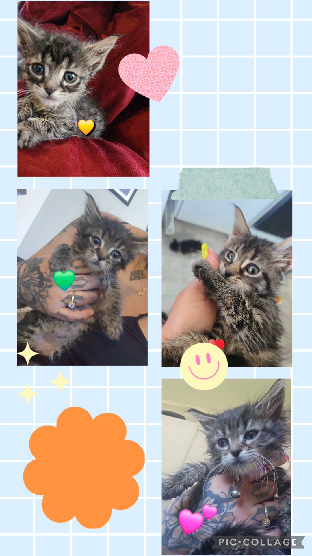 European import Maine coon kittens in Dallas, Texas