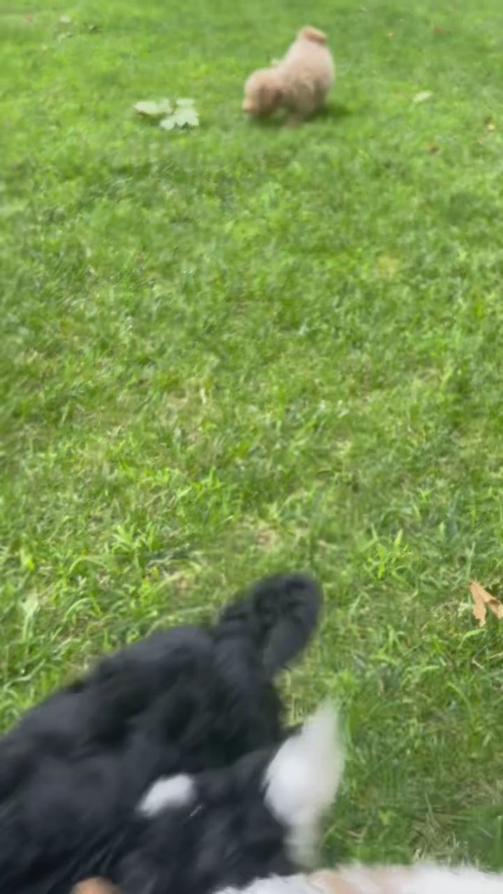 Teddy Akc mini poodle in South Bend, Indiana