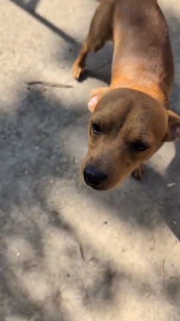 Miniature Pinscher in Mesquite, Texas