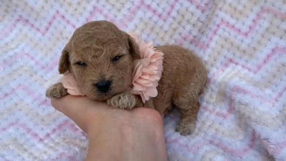 AKC Treasure in Campbellsville, Kentucky