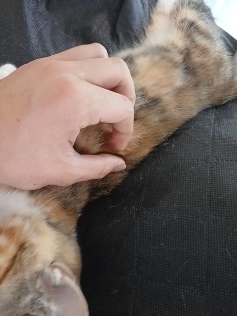 rehoming baby kitten in Boston, Massachusetts