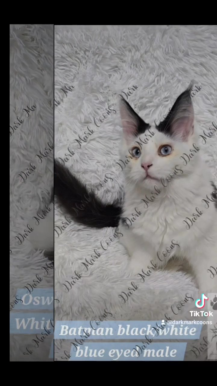 Batman maine coon kitten in Lakewood Ranch, Florida