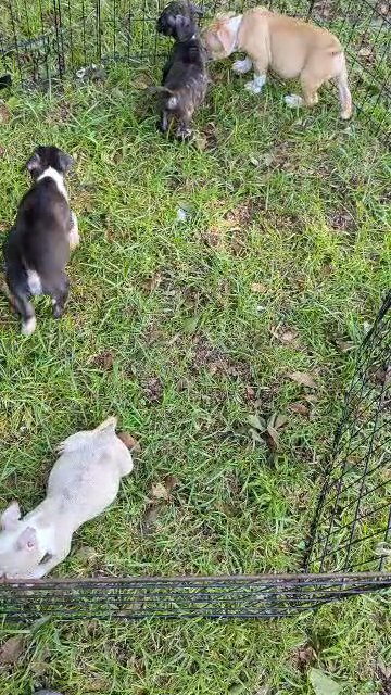 American bully puppies in Augusta, Georgia