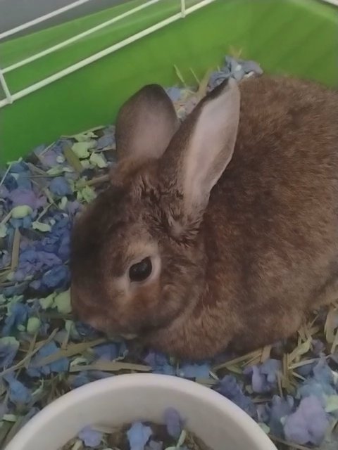 Rabbit for Sale in Wayne, Michigan