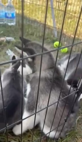 AKC Siberian huskies in Nashville, Tennessee