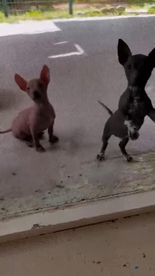 CHIHUAHUAS HAIRLEES MALE in Cape Coral, Florida