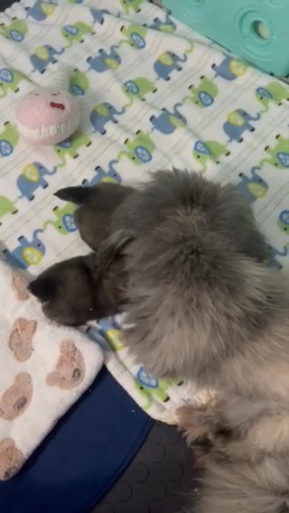 Emerald 4 Week Old AKC Pekingese in Granbury, Texas