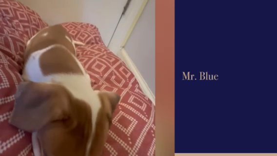 Mr Blue - ABA American Bull Staffy in Augusta, Georgia