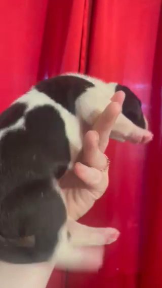 Female Mantle Great Dane in Florence, South Carolina