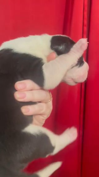 Male Great Dane in Florence, South Carolina