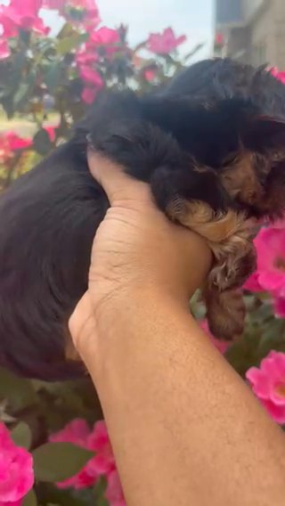 Teacup Traditonal Parti Yorkie in Huntsville, Alabama